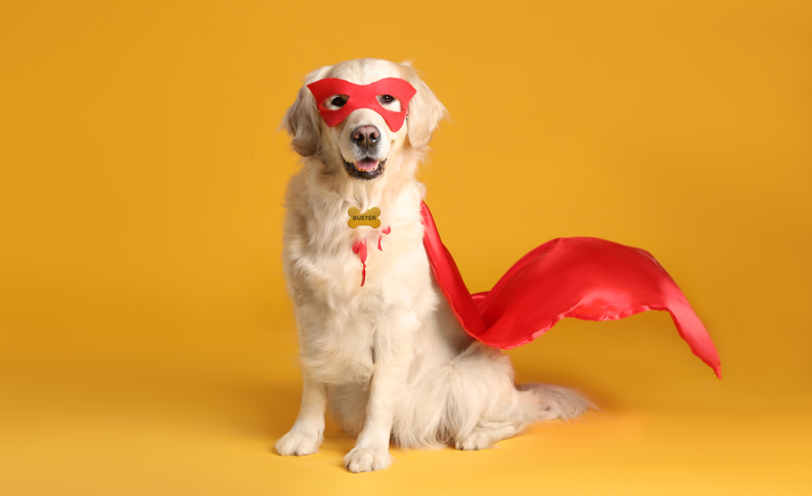 Golden lab with name tag buster in a cape and mask.