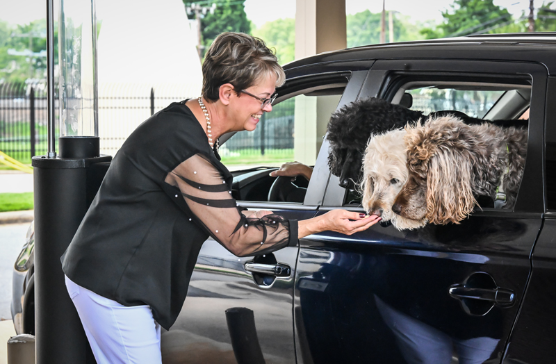 Person feeds treats to dogs sitting in the back of a vehicle.